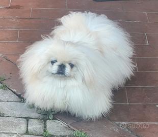 Pechinese bianco con pedigree