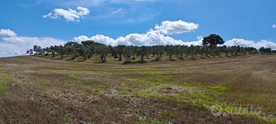 Oliveta in Toscana