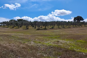 Oliveta in Toscana
