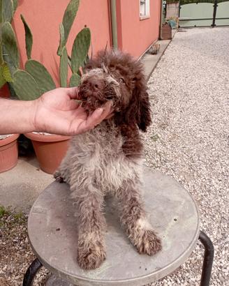 Lagotto romagnolo 