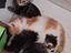 Immagine 3