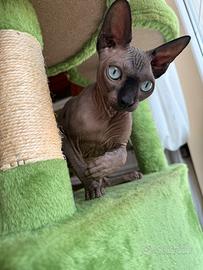 Sphynx( gatto nudo)