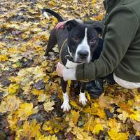 Adozione amstaff tg media