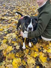 Adozione amstaff tg media