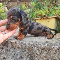 Bassotto Tedesco Arlecchino Silver Cuccioli