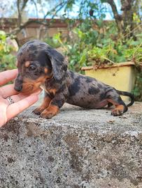 Bassotto Tedesco Arlecchino Silver Cuccioli