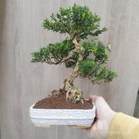 Bonsai bosso taiwanese 33 cm tronco maturo