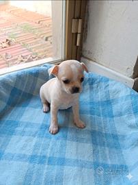 Cuccioli chihuahua toy