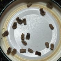 Phyllium philippinicum