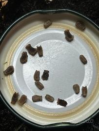 Phyllium philippinicum