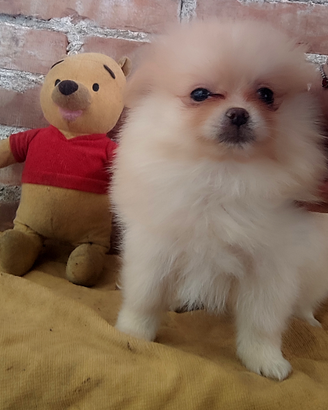 Spitz di Pomerania