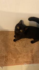 British Shorthair di 10 mesi con Pedigree