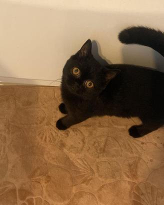 British Shorthair di 10 mesi con Pedigree