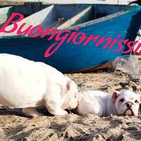 Bulldog inglese enci