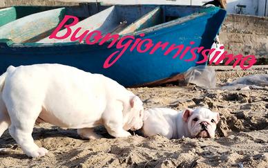 Bulldog inglese enci