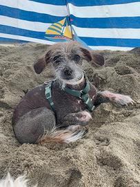 Chinese crested dog