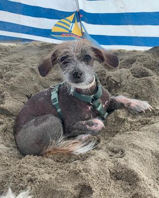 Chinese crested dog