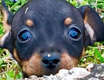 Pinscher cuccioli nano toy e toy