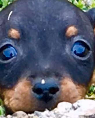 Pinscher cuccioli nano toy e toy