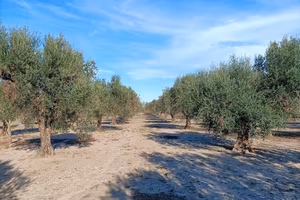 Terreno a uliveto