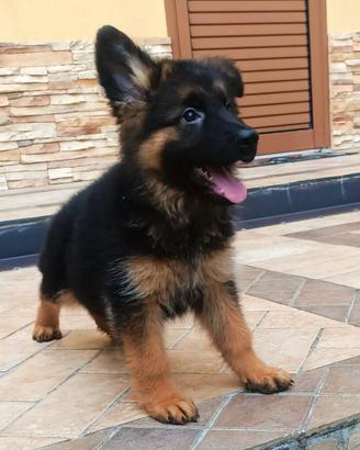 Cuccioli di pastore tedesco