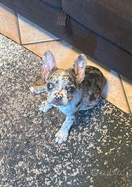 Bulldog francese Toy