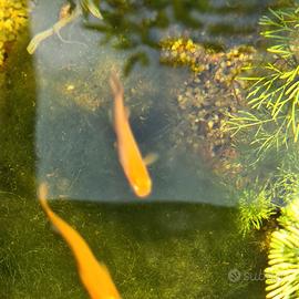 Medaka Red King - pesce del riso