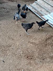 Galline,fagiani,pulcini