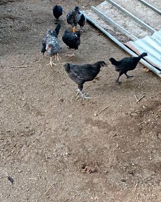 Galline,fagiani,pulcini