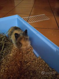 Cuccioli di coniglio