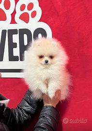 Pomerania femmina bianca linee americane