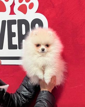 Pomerania femmina bianca linee americane