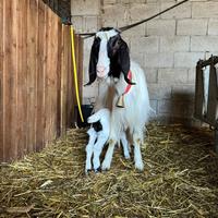 Capra maltese pura con capretta