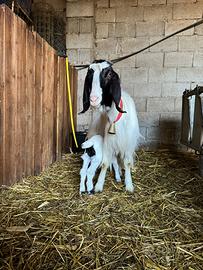 Capra maltese pura con capretta