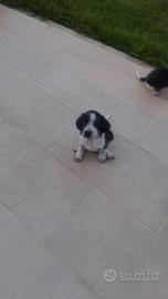 Cuccioli dolcissimi