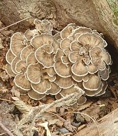 fungo reale Grifola frondosa Maitake no porcini