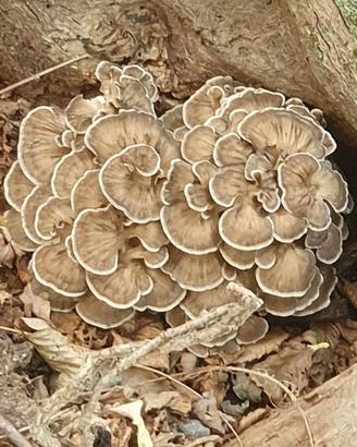 fungo reale Grifola frondosa Maitake no porcini