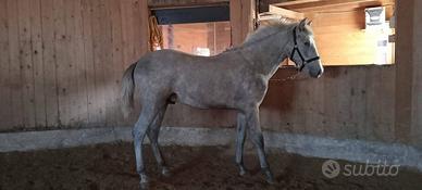 Puledro spagnolo PRE