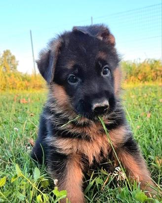 Cuccioli pastore tedesco con pedigree