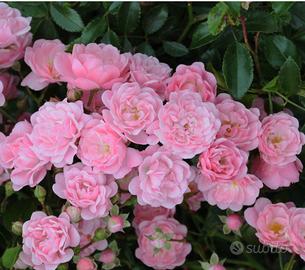 Rosa tappezzante 