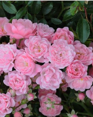 Rosa tappezzante 