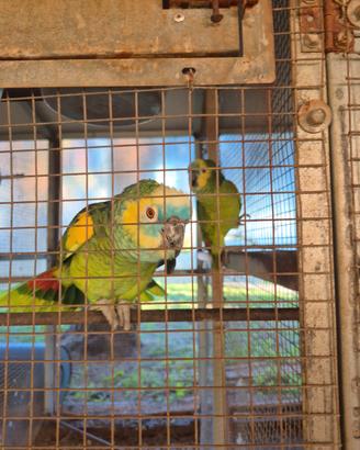 Pappagalli cenerini amozone ara