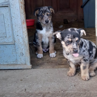 Cucciolo simil pastore biellese