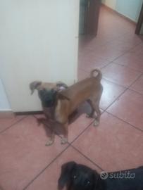 Jerry in adozione