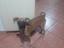 Immagine 1