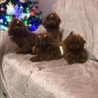 Barboncini mini toy red brown