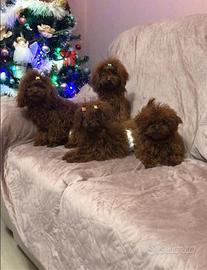 Barboncini mini toy red brown