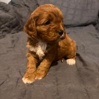 Cucciola di Cava Poo (info in descrizione)