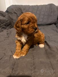 Cucciola di Cava Poo (info in descrizione)