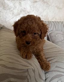 Cuccioli barboncini toy